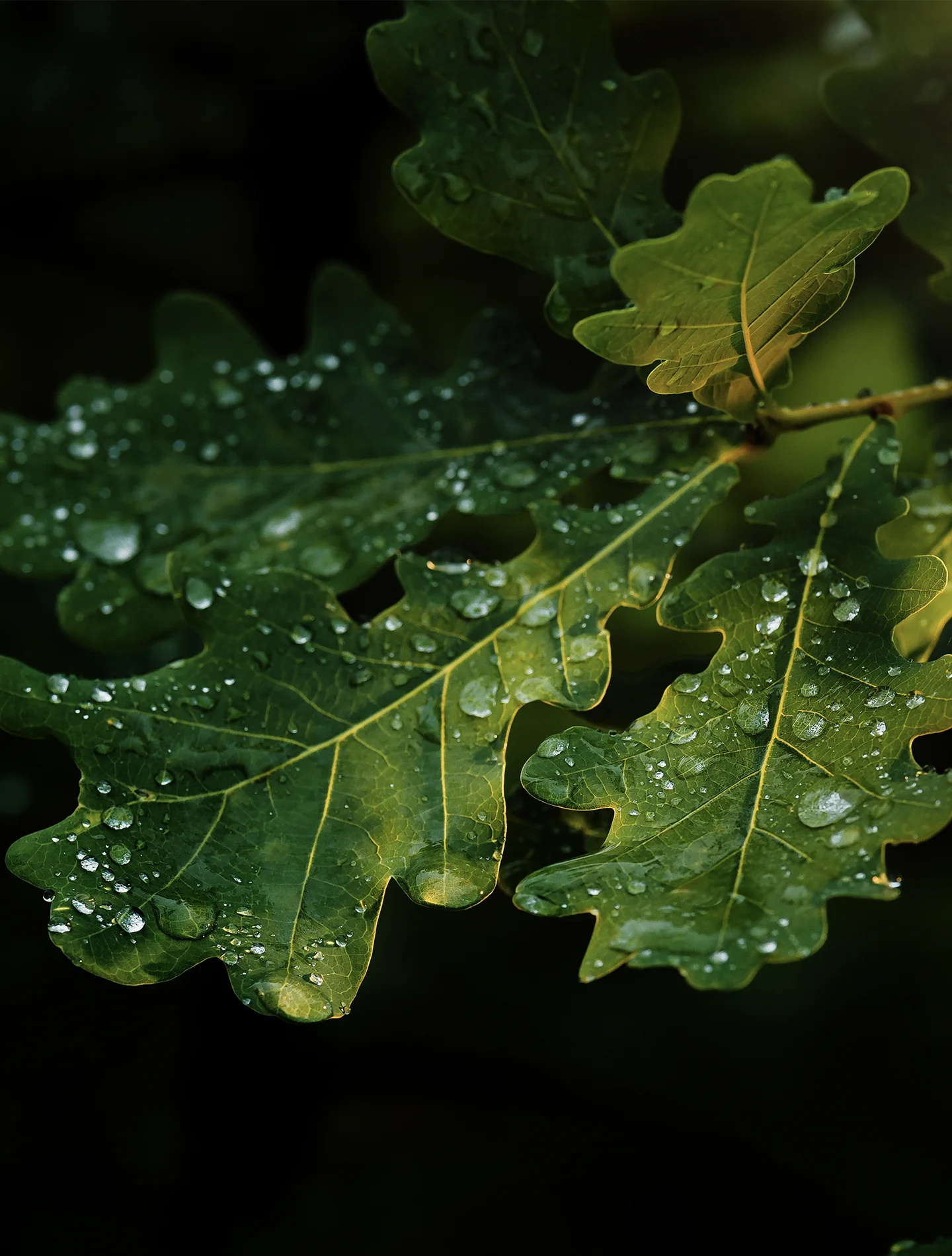 Enhance the look of perfection on uncoated stock