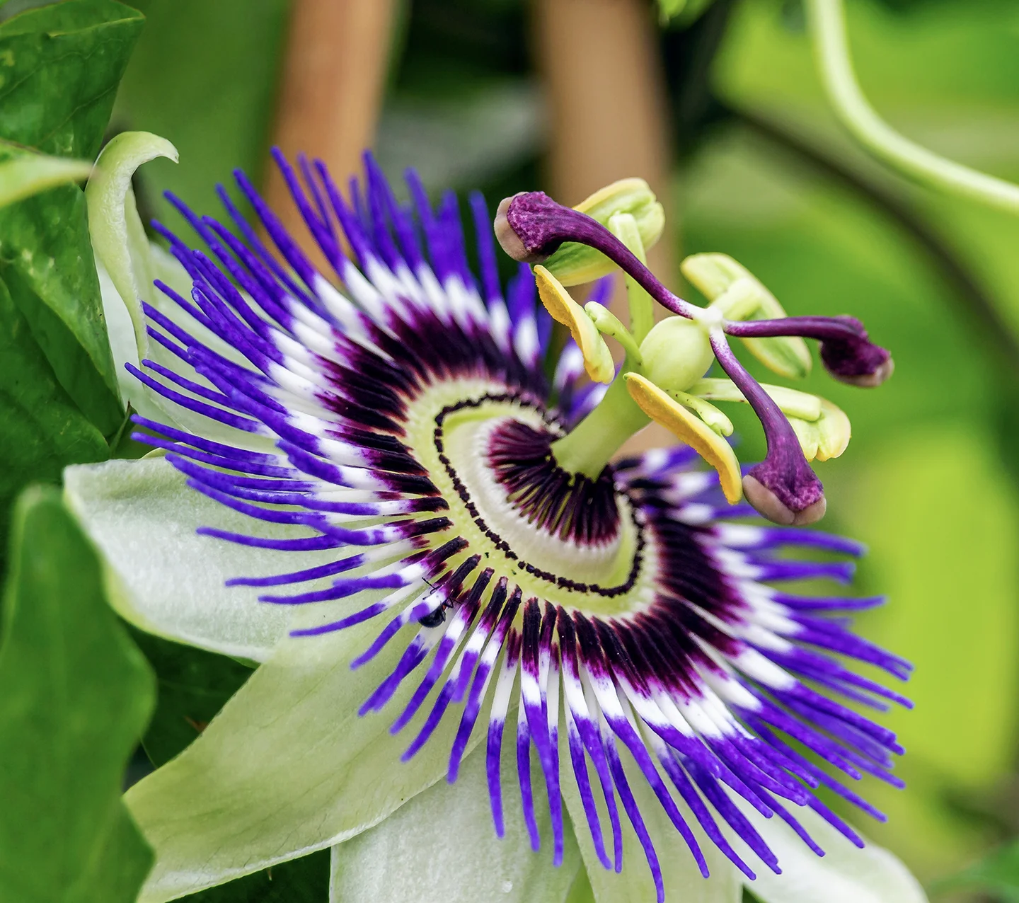 Achieve high-density color saturation